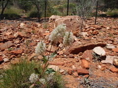 Ptilotus nobilis