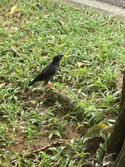 Acridotheres javanicus