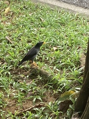 Acridotheres javanicus