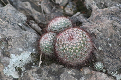 Mammillaria jaliscana jaliscana