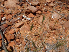 Paraneurachne muelleri