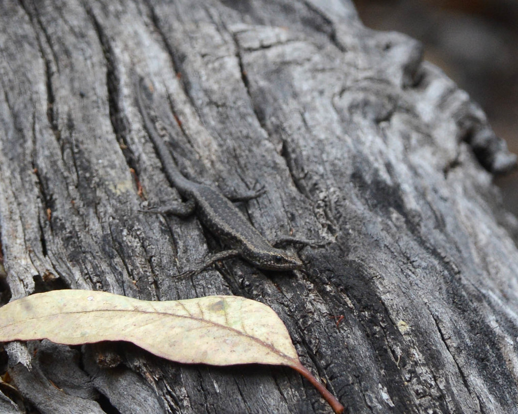 Buchanan's Snake-eyed Skink from Chidlow WA 6556, Australia on December ...