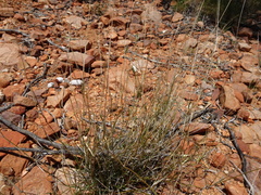 Paraneurachne muelleri