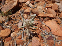 Ptilotus sessilifolius