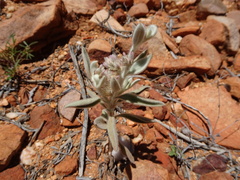 Ptilotus sessilifolius