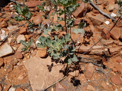 Senna artemisioides helmsii