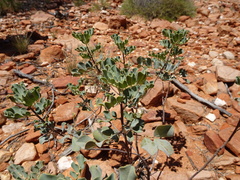 Senna artemisioides helmsii