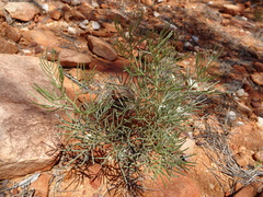 Senna artemisioides artemisioides