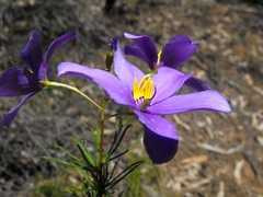 Cheiranthera borealis