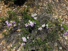 Cheiranthera borealis