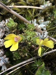 Euphrasia cockayneana