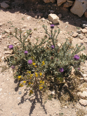 Onopordum macracanthum