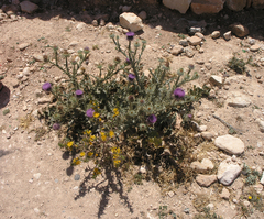 Onopordum macracanthum