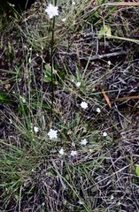 Alepidea capensis