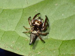 Ptocasius weyersi