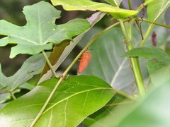 Piezosternum calidum