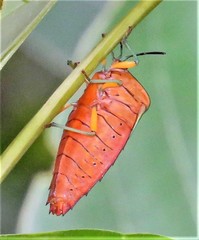 Piezosternum calidum