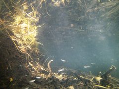 Pseudomugil signifer