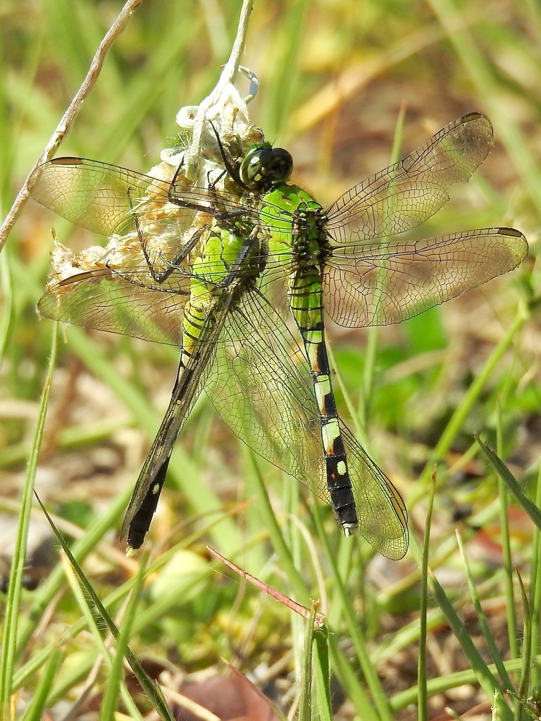 Eastern pondhawk (Erythemis simplicicollis)