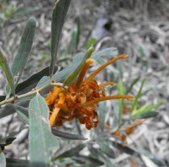 Grevillea floribunda