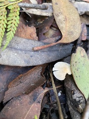 Collybia eucalyptorum