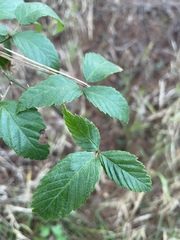 Rubus argutus
