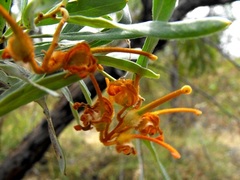 Grevillea floribunda