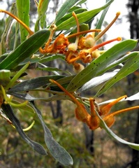 Grevillea floribunda