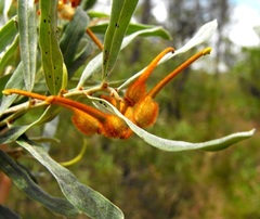 Grevillea floribunda