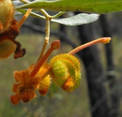 Grevillea floribunda