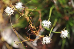 Borya sphaerocephala