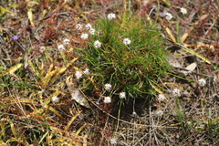 Borya sphaerocephala