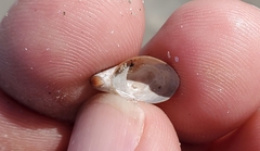 Crepidula convexa