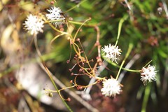 Borya sphaerocephala