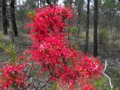 Hakea purpurea