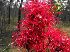 Hakea purpurea