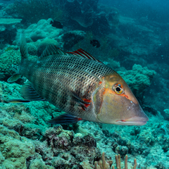 Lethrinus miniatus