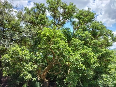 Ficus abutilifolia