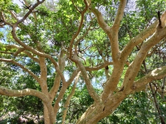 Ficus abutilifolia