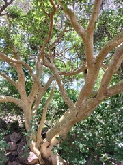 Ficus abutilifolia