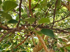 Ficus abutilifolia