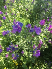 Echium plantagineum
