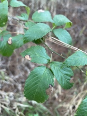Rubus argutus