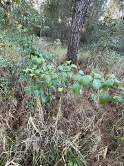 Rubus argutus