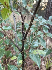 Rubus argutus