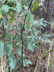 Rubus argutus