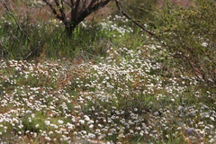 Borya sphaerocephala