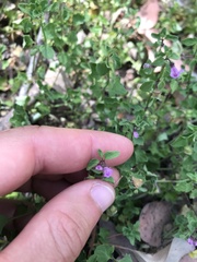 Scutellaria humilis
