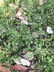 Scutellaria humilis