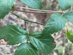 Rubus argutus